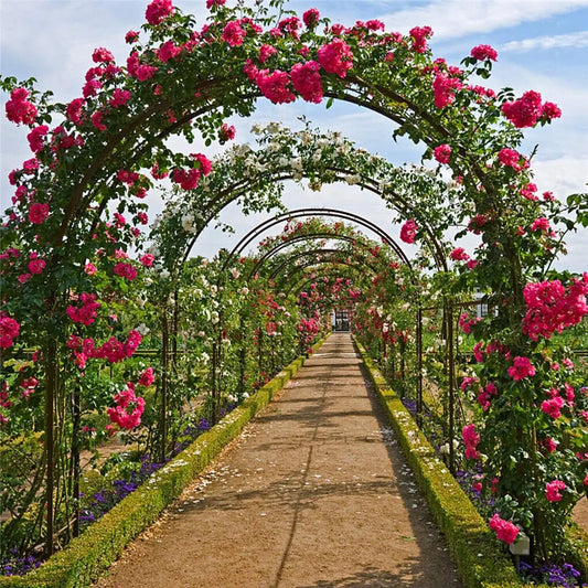 Metal Garden Arch Pergola Trellis For Outdoor Climbing Rose Support
